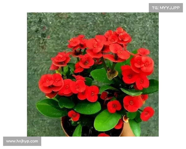 种花新手攻略,新手种花的步骤视频：种花新手进阶指南：从入门到精通